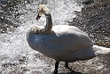 Lago di Como_046